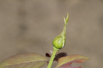 Close-up of seasonal colorful flowers in the garden. Yellow, orange, green and various flowers. New blooming flowers.