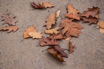 Fallen dry oak leaves on the ground.  Selective focus.