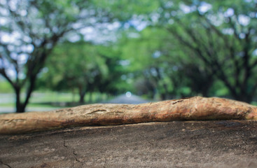 the tree in nature abstract background, the wood and blurred nature background