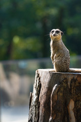 Erdmännchen lächelt verschmitzt