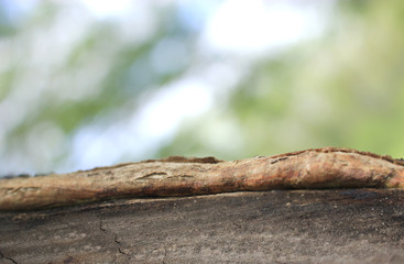 Obraz premium the tree in nature abstract background, the wood and blurred nature background