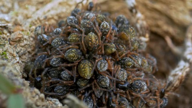 South Russian tarantula wolf spider (Lycosa singoriensis) mother with offspring