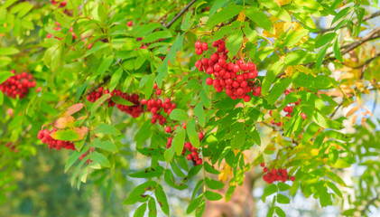 Rowan berries on a branch. Autumn harvest. Rowan tree berries hang on a green branch.