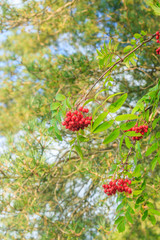 Rowan berries on a branch. Autumn harvest. Rowan tree berries hang on a green branch.