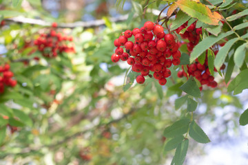 Rowan berries on a branch. Autumn harvest. Rowan tree berries hang on a green branch.