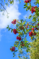 Rowan berries on a branch. Autumn harvest. Rowan tree berries hang on a green branch.