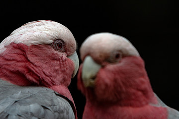 The Galah