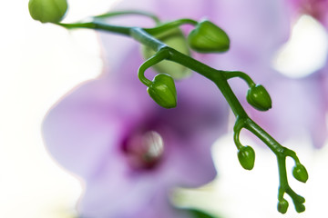 Unblown orchid bud close-up
