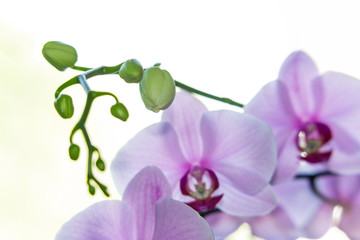 Naklejka na ściany i meble Unblown orchid bud close-up