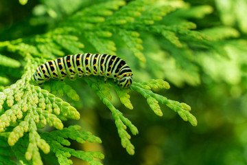 Beautiful striped Swallowtail butterfly caterpillar sits on green branch of western thuja. Macro caterpillar of Papilio machaon butterfly. Selective focus