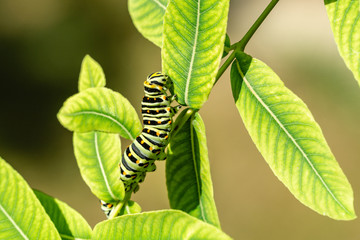 Beautiful striped Swallowtail butterfly caterpillar sits on bright green leaves of willow Salix integra Hakuro-Nishiki. Macro caterpillar of Papilio machaon butterfly. Selective focus