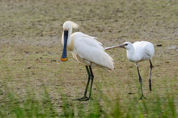 Lepelaar - Spoonbill