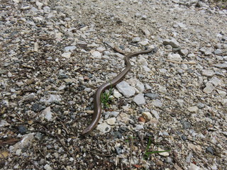 Mauntain Stolovi Serbia snake in it's habitat