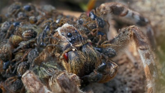 South Russian tarantula wolf spider (Lycosa singoriensis) mother with offspring