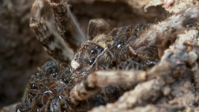 South Russian tarantula wolf spider (Lycosa singoriensis) mother with offspring