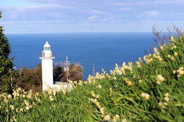 越前海岸の水仙畑