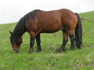 Fototapeta na wymiar Mauntain Stolovi Serbia wild horse
