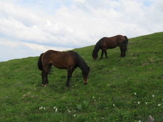 Mauntain Stolovi Serbia wild horses on pasture