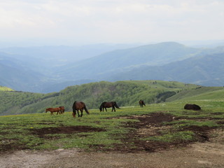 Mauntain Stolovi Serbia mauntain pasture with wild horses