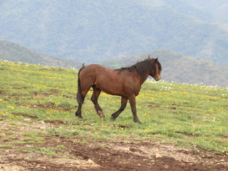 Mauntain Stolovi Serbia wild horse on pasture