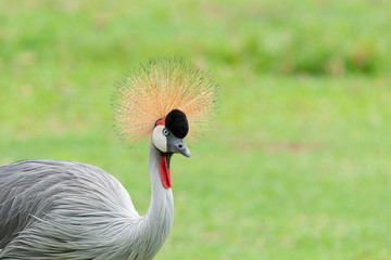 A portrait of Grey crowned crane (Balearica regulorum) with its stiff golden feathers on head in the field.
