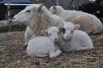 Lambs with mother