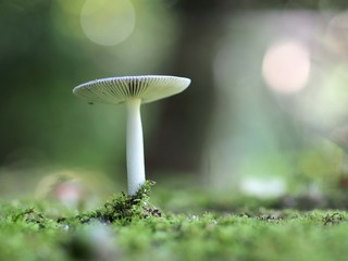 ツルタケのアップ