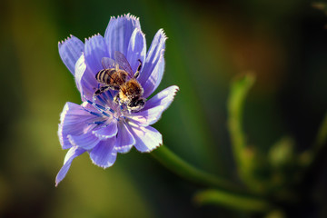 Bee on the purple flower.