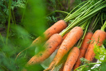 Fresh harvest of carrots on the field in sunny weather