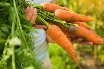 Woman farmer holds fresh carrots just ripped from the field