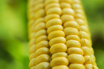Closeup of fresh corn in a field