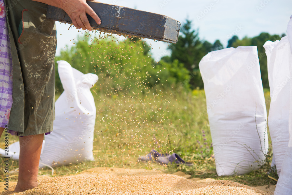 Sticker farmers manually clean the harvested grain.