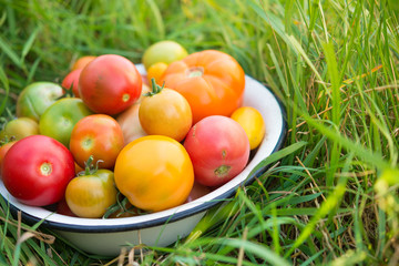 Fresh multicolored tomatoes in a bowl on a field
