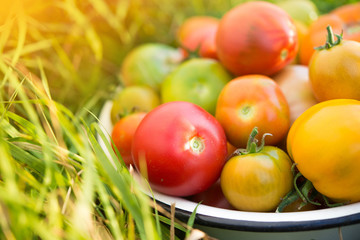 Fototapeta na wymiar Fresh multicolored tomatoes in a bowl on a field
