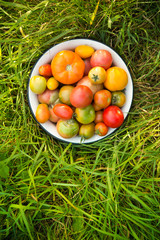 Fresh multicolored tomatoes in a bowl on a field
