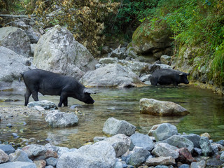 Pigs drinking on the river (Cascade du Voile de la Mariée - Corsica - France)