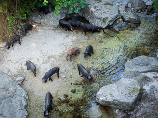Pigs drinking on the river (Cascade du Voile de la Mariée - Corsica - France)