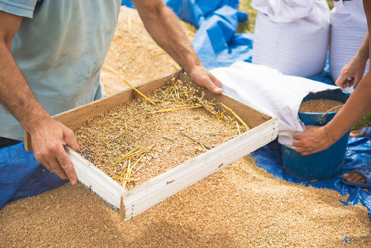 Farmers manually clean the harvested grain.