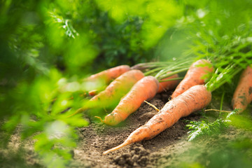 Fresh harvest of carrots on the field in sunny weather