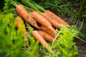 Fresh harvest of carrots on the field in sunny weather