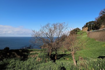 越前海岸の水仙畑