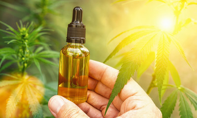 Hand holding bootle of biological and ecological herbal pharmaceutical cbd oil in a dropper with cannabis plants in the background. Concept of herbal alternative medicine, pharmaceutical industry