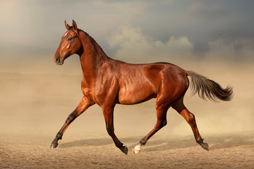Bay Akal-Teke horse runs on the desert