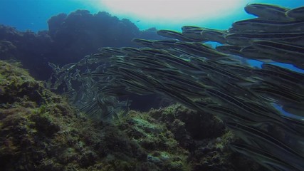 School Of Striped Catfish. Beautiful Graceful Eel Tail Catfishes Schooling & Swimming Underwater On Peaceful Coral Reef & Sunlit Sea Surface. Calm Gentle Blue Sea Water & Colourful Aquatic Marine Life