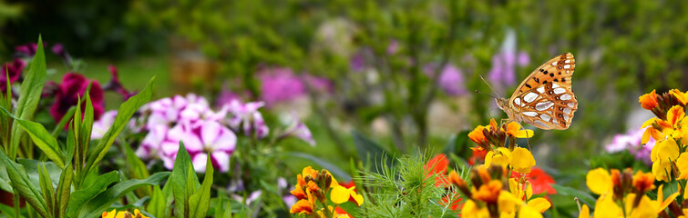 Schmetterling 583 © K.-U. Häßler