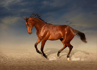 Fototapeta na wymiar horse in a field