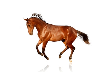 Fototapeta na wymiar horse isolated on white background