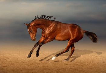 Obraz na płótnie Canvas Bay horse galloping in desert