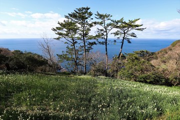 越前海岸の水仙畑