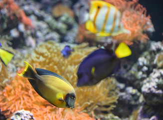 Fototapeta na wymiar Coral fish Palette surgeonfish